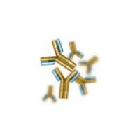 antibody-yellow-100x100